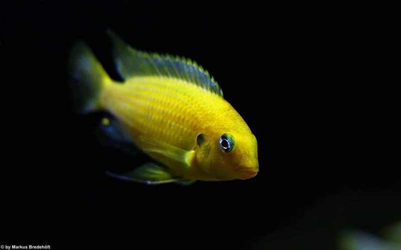 Tropheops macrophthalmus 'Lumbira'
